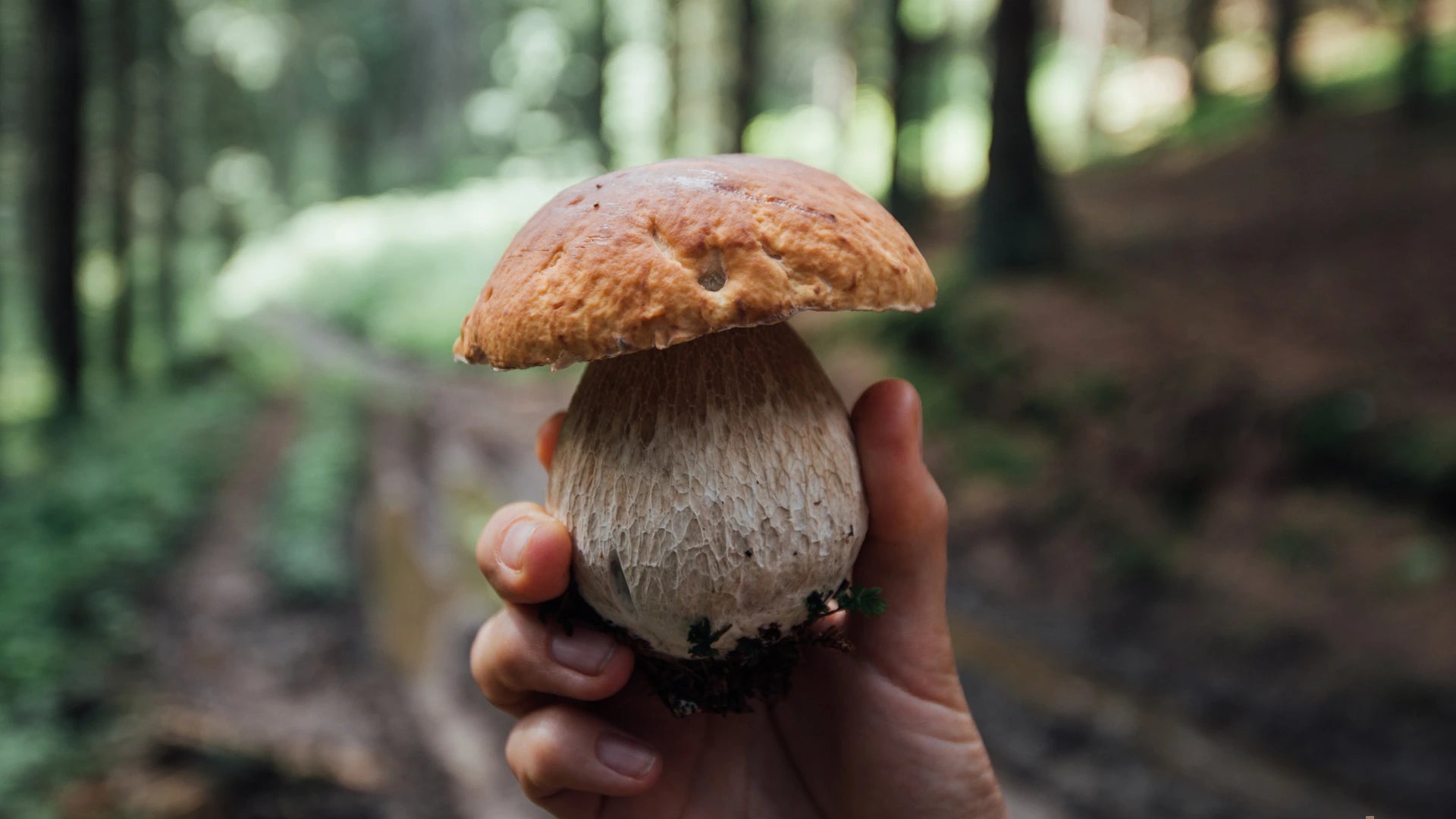 How to Choose the Right Mushroom Supplement for You?