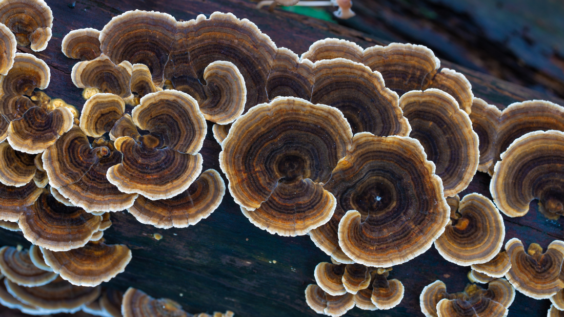 What Are Morning Lift Mushroom Gummies? Benefits, Uses, & Side Effects